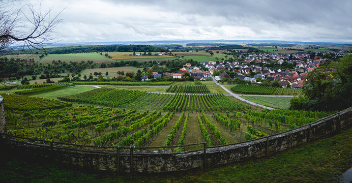 Rows of wine grapes in the vineyards of Weiler, a suburb of Sinsheim, Germany