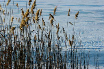 Beautiful winter landscape. Swamp Grass in winter. Swamp Nature.