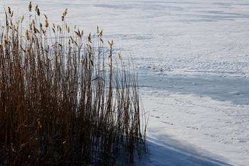 Beautiful winter landscape. Swamp Grass in winter. Swamp Nature.