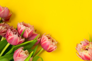 Pink tulips on a yellow background. March 8th, Happy Women's Day. The concept of spring. There is a place for text.