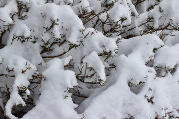 Abstract texture view of heavy snow covering a yew bush in winter