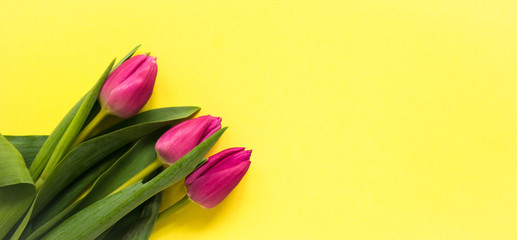 Beautiful spring tulips on yellow background. Concept of Valentines day, Women's Day March eight, Mothers day. Space for text, flat lay.