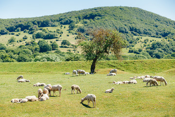 Fototapeta na wymiar Sheeps grazing and resting on green meadow in hot summer day in Dagestan, Russia. Pastoral scene in Caucasus. Selective focus