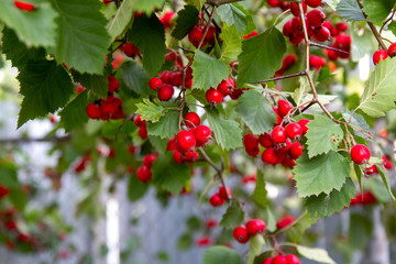 Fototapeta premium Red ripe hawthorn on a Bush branch in autumn. Natural vitamin.