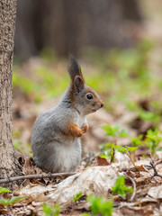 he red squirrel or Eurasian red squirrel (Sciurus vulgaris). 