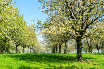 Spring blossom of cherry trees in orchard, fruit region Haspengouw in Belgium