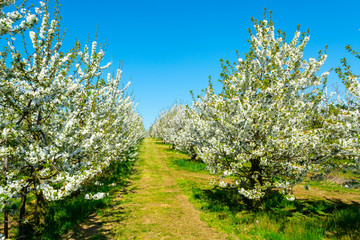 Fototapeta premium Spring blossom of cherry trees in orchard, fruit region Haspengouw in Belgium