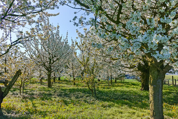 Fototapeta na wymiar Spring blossom of cherry trees in orchard, fruit region Haspengouw in Belgium