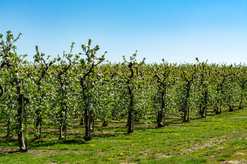 Naklejka premium Spring pink blossom of apple trees in orchard, fruit region Haspengouw in Belgium