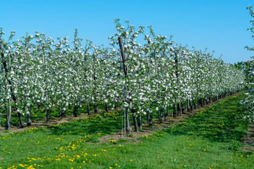 Spring pink blossom of apple trees in orchard, fruit region Haspengouw in Belgium