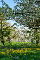 Fototapeta premium Spring landscape with fields, orchards and roads in Haspengouw region, Limburg, Belgium