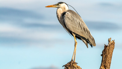 Oiseaux - Masaï Mara Kenya