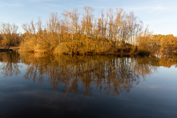 Mirror forest lake with reflection in winter sunny day, de Kempen regio in North Brabant, Netherlands