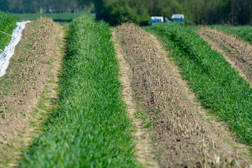 Harvesting of green asparagus on field with rows of ripe organic asparagus vegetables