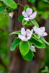 Spring blossom of apple fruit tree in orchard