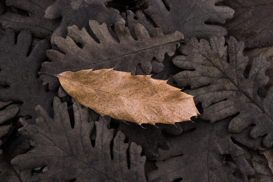 Dry leaf outstanding on other leaves as autumn background