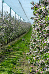 Spring pink blossom of apple trees in orchard, fruit region Haspengouw in Belgium