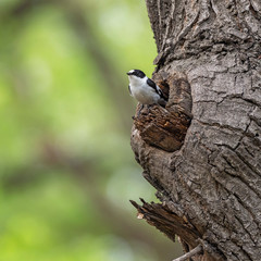 birds of Europe, bird life, unique wildlife, unique wildlife moment, wildlife