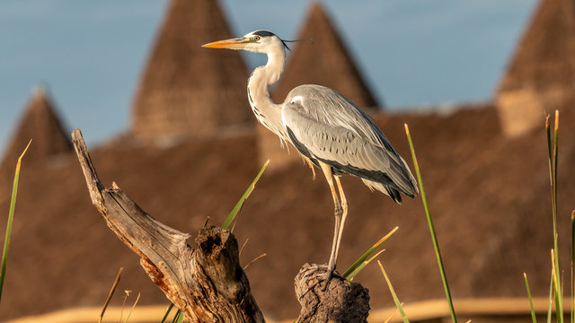 Oiseaux - Masaï Mara Kenya