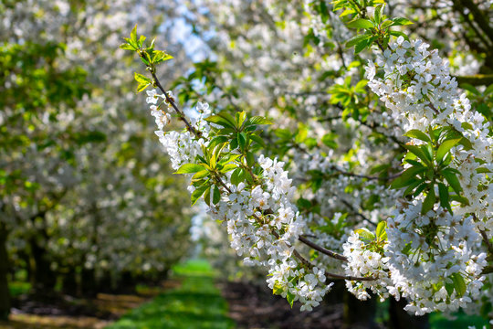 Spring blossom of cherry fruit tree in orchard