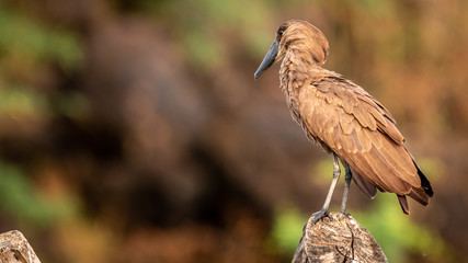 Oiseaux - Masaï Mara Kenya
