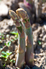 Green asparagus sprouts growing on farm field in Limburg, Belgium