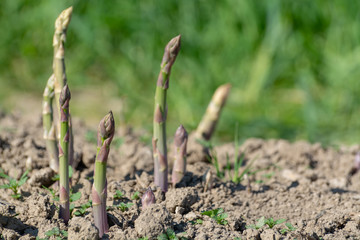 Ripe organic green asparagus growing on farmers field ready to harvest