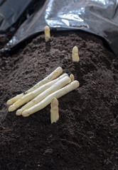 New harvest of white asparagus vegetable plant on farm fields in Netherlands and Germany