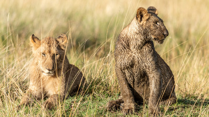 Lion - Masaï Mara Kenya