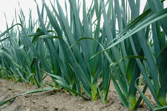 Bio farming in Europe, field with growing green leek onion