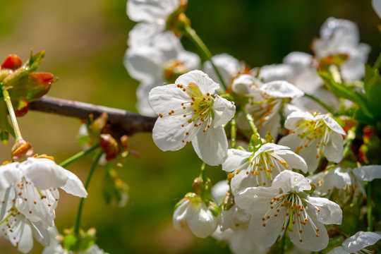 Spring blossom of cherry fruit tree in orchard