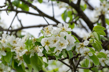 Spring blossom of cherry fruit tree in orchard