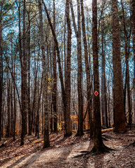 Fototapeta premium trees in forest
