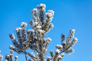 Birch tree with snow covered branches in in winter forest, sunny day with blue sky