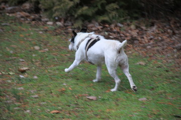 Abandoned military trenches and small white dog