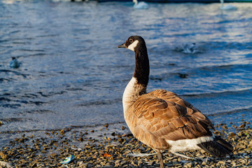 Wilk goose walking around in the Lake Windermere © Kit Leong