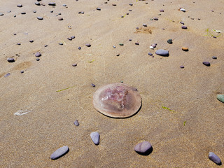 Jellyfish in the sand on the sea shore, Ireland 
