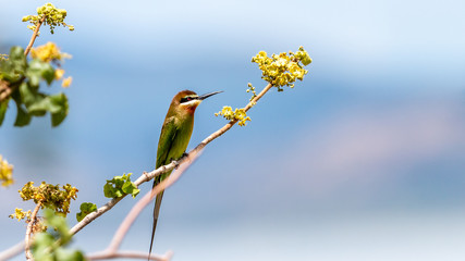 Oiseaux - Masaï Mara Kenya