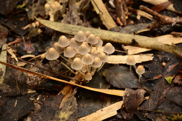 Hongos sobre hojas secas