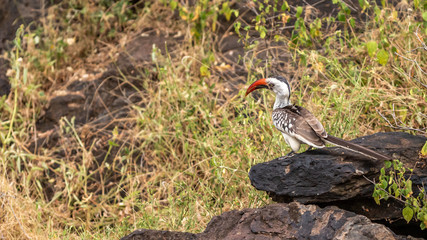 Oiseaux - Masaï Mara Kenya