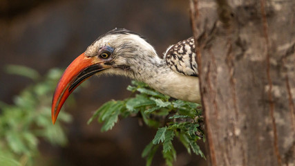 Oiseaux - Masaï Mara Kenya