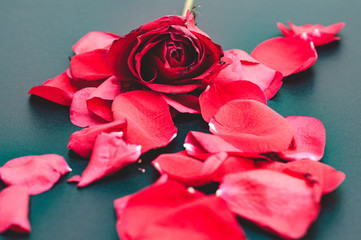 Beautiful bud red rose on a black background. One lying rose with a bright bud. Concept: love, separation, loneliness.