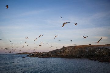 Sunset on the sea, seagulls fly over the waves and the outlines of the stone island. The orange light of the setting sun illuminates the gulls above the sea and the dark water of the Black sea