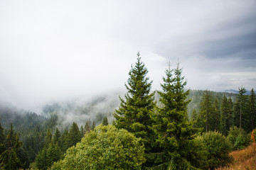 View of the mountains in Bulgaria with the tops of tall fir trees. Wild spruce forest on the slopes of the hills in the Rhodopes