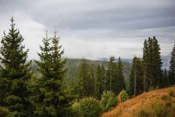 View of the mountains in Bulgaria with the tops of tall fir trees. Wild spruce forest on the slopes of the hills in the Rhodopes