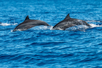 Obraz premium Dauphin - Réunion