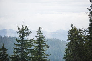 View of the mountains in Bulgaria with the tops of tall fir trees. Wild spruce forest on the slopes of the hills in the Rhodopes