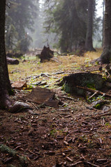 Rocky mountain path through the forest, fog and moss on the rocks in the damp forest. Eco-tourism in wild forests in mountainous areas of Bulgaria