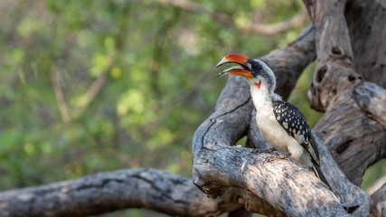 Oiseaux - Masaï Mara Kenya