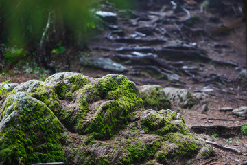 Rocky mountain path through the forest, fog and moss on the rocks in the damp forest. Eco-tourism in wild forests in mountainous areas of Bulgaria